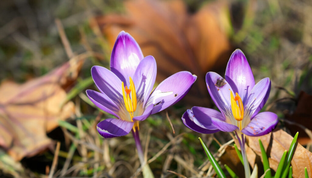 autumn crocus plant