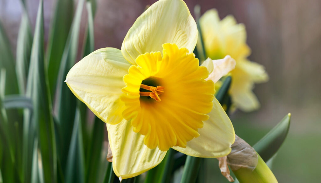 daffodil plant