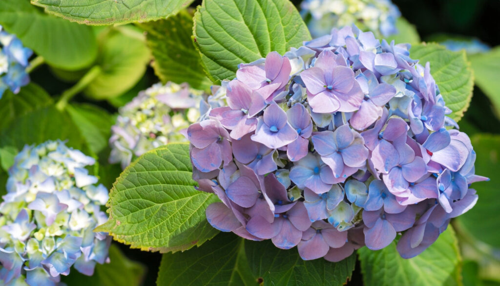 hydrangea plant