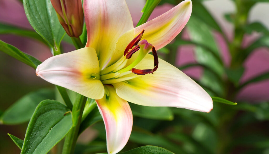 lily plant