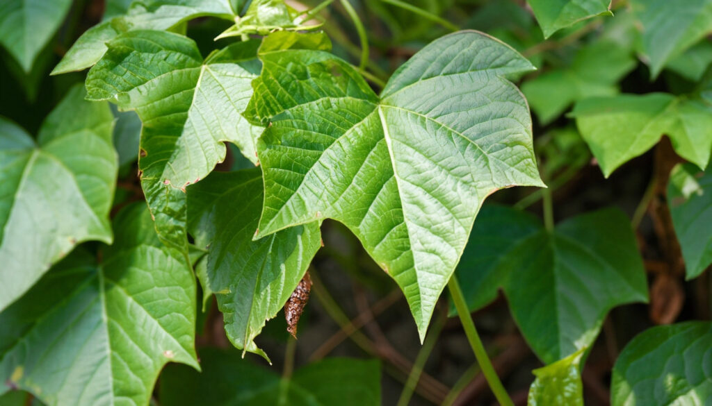 poison ivy plant