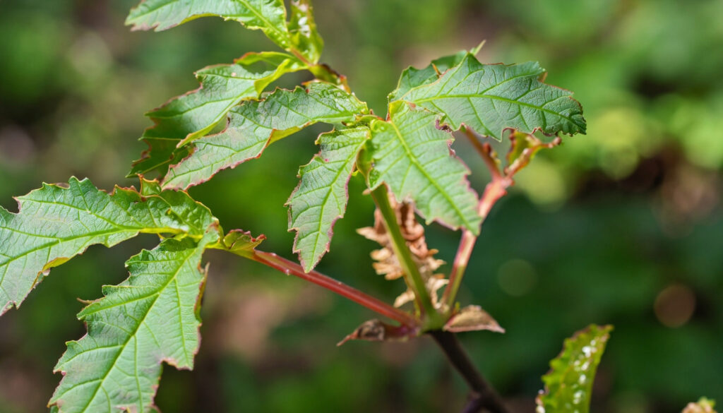 poison oak plant