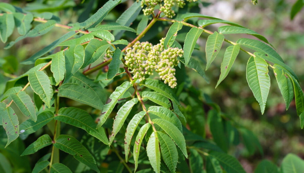 poison sumac plant