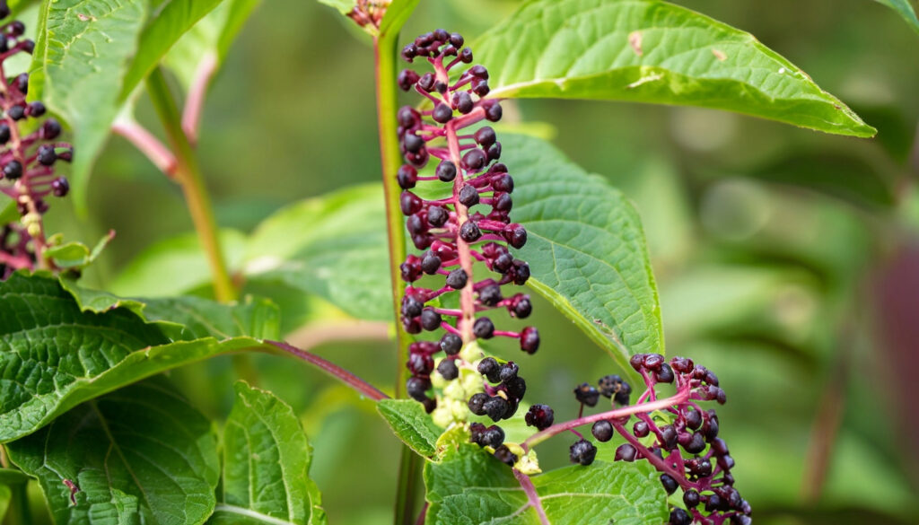 pokeweed plant