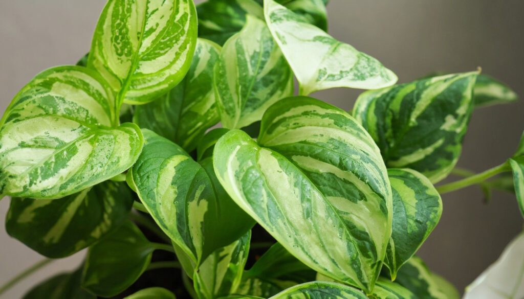 pothos plant