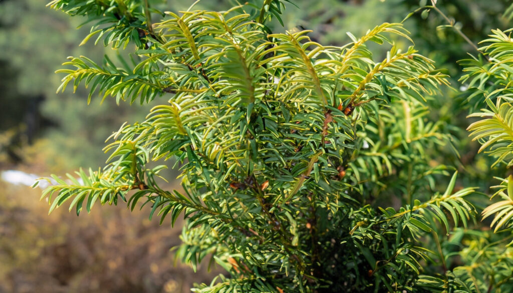 yew plant