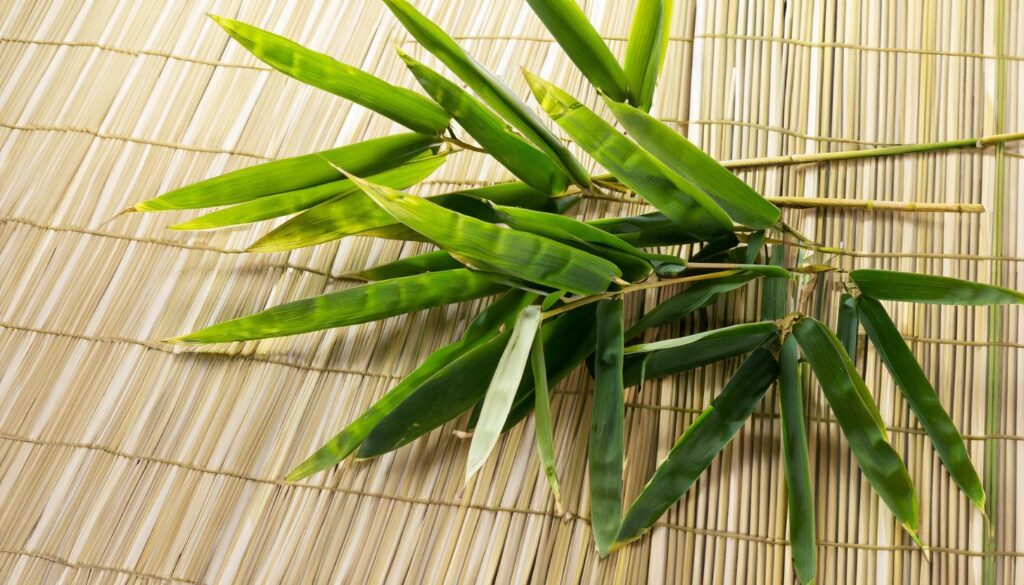 Bamboo Propagation Methods